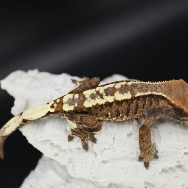 카푸치노 트라이 화이트핀 화이트스팟