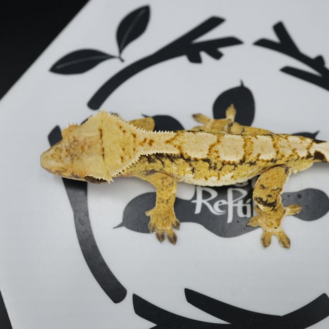 Tri Extreme Harlequin White Pin White Spot Normal