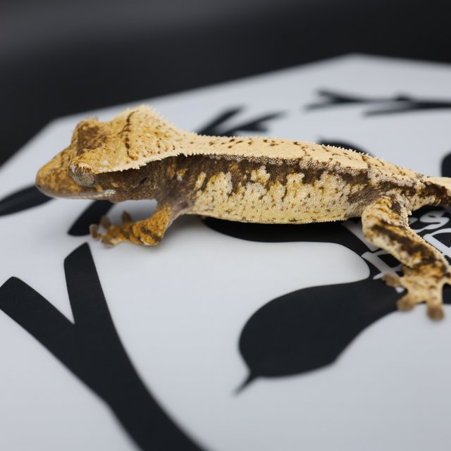 Normal Tri Drippy Extreme Harlequin White Spot White Pin