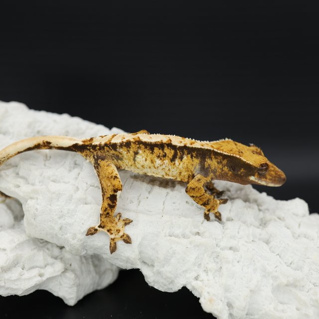 Tangerine White Crown White Spot Extreme Harlequin Tri