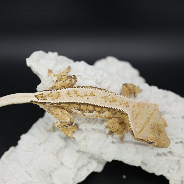 Tangerine Tri Extreme Harlequin Quad White Spot White Pin