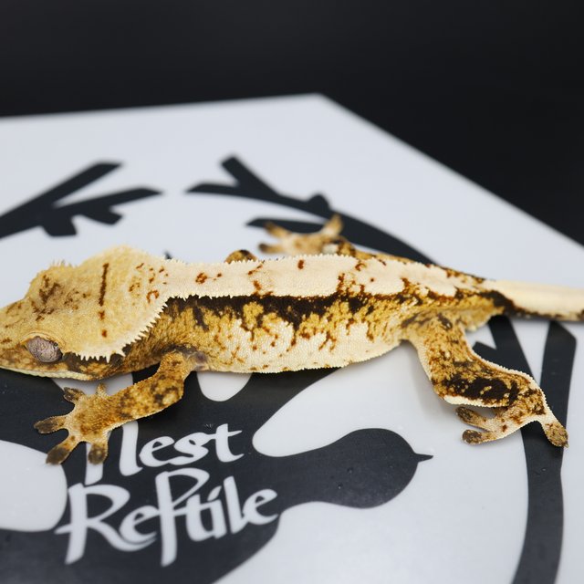 Normal Tri Extreme Harlequin Solid Back White Pin White Spot