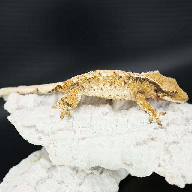 트라이 익스트림할리퀸 화이트핀 화이트스팟 화이트크라운 드리피