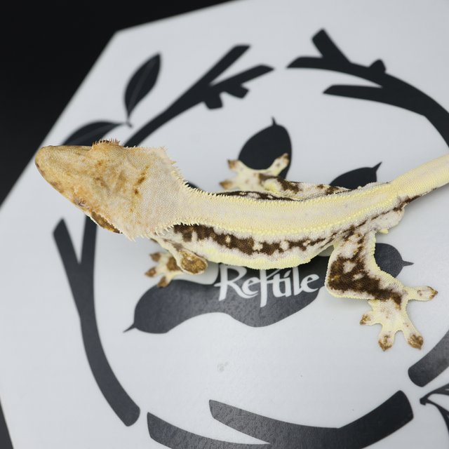 Tri Lilly White Solid Back Elite