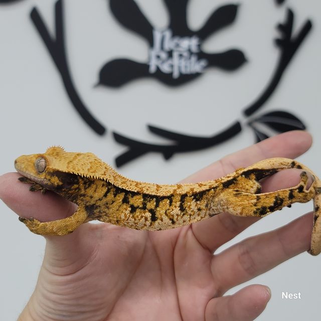 트라이