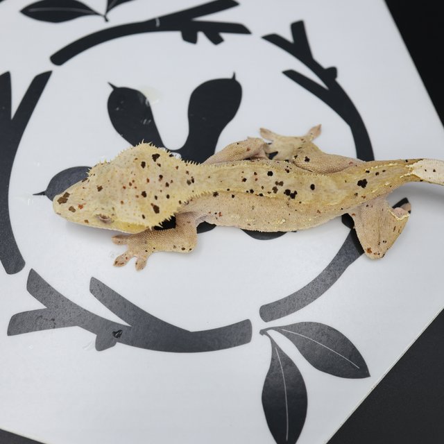 Dalmatian Super Dalmatian Altitude Normal