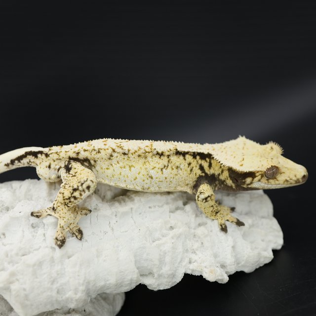 Tri White Pin Normal Drippy White Spot White Crown