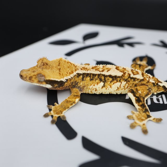 Tri Extreme Harlequin Tangerine White Pin White Spot Normal