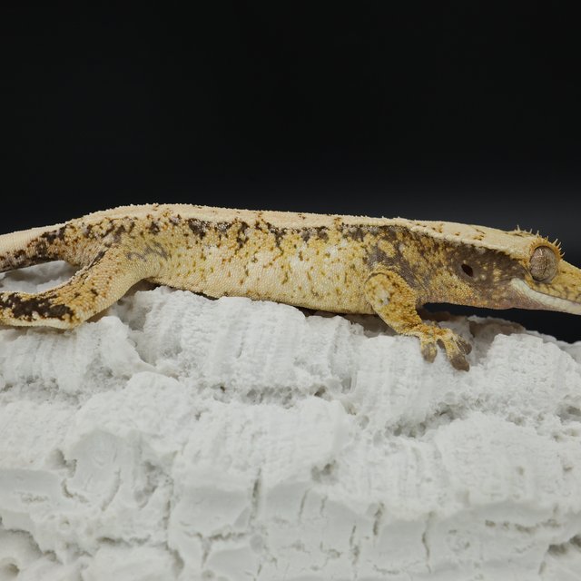 Normal Tri Extreme Harlequin White Spot White Pin White Crown