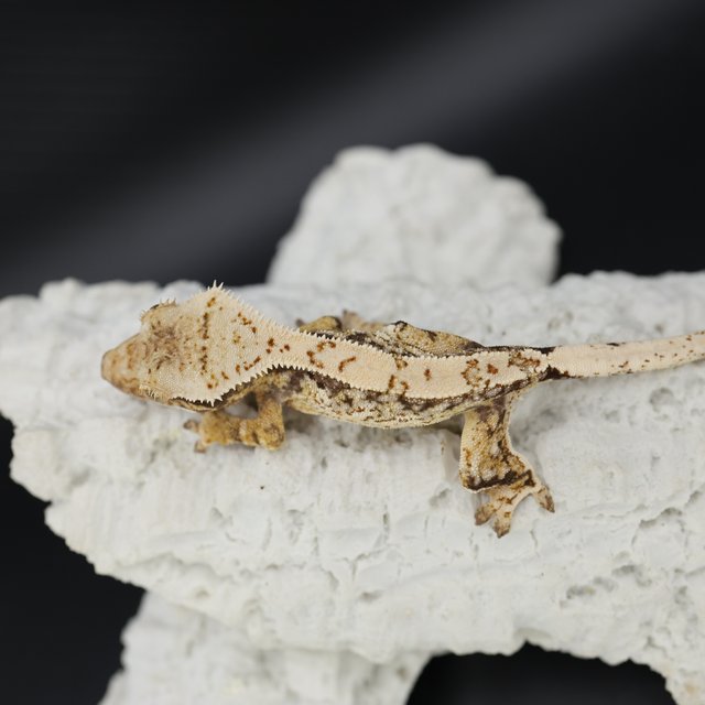 Normal Tri Extreme Harlequin White Crown White Spot Drippy