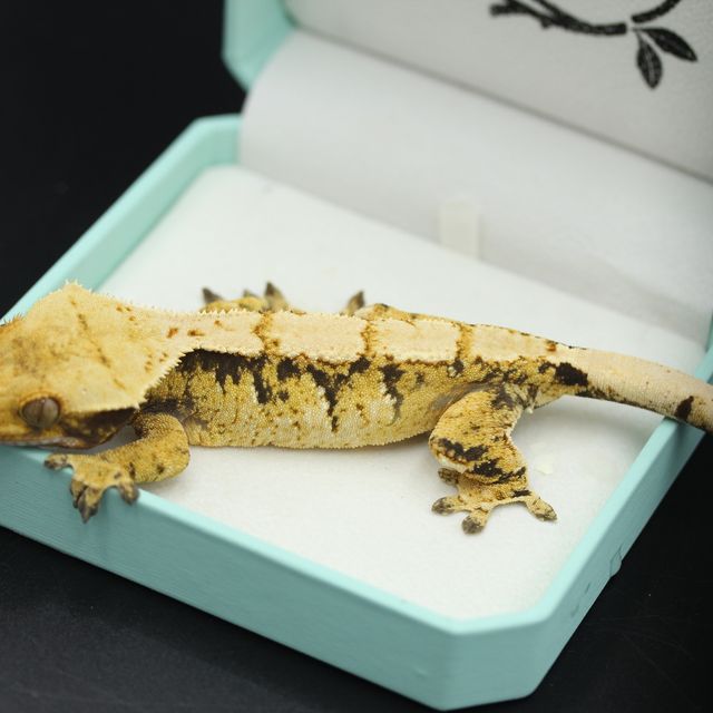 트라이
