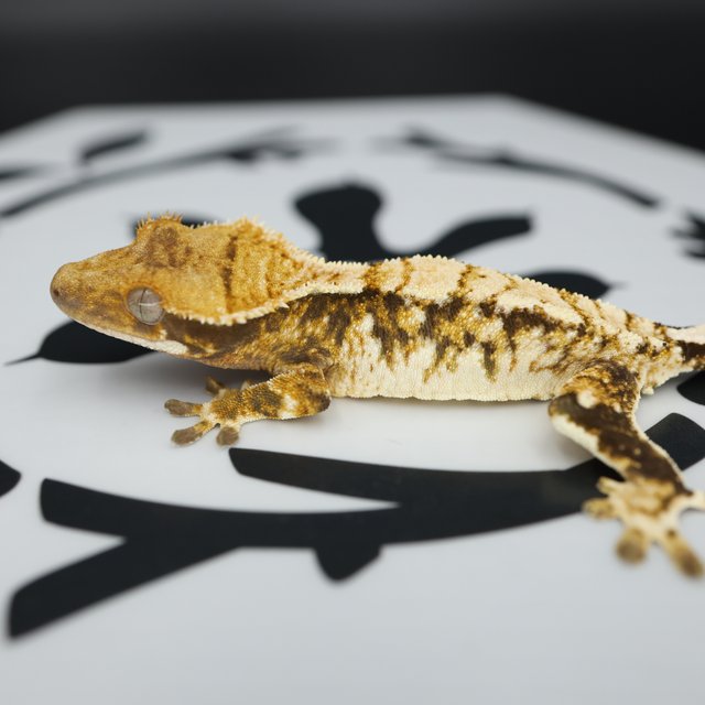 Normal Tri Extreme Harlequin White Spot Tangerine White Pin