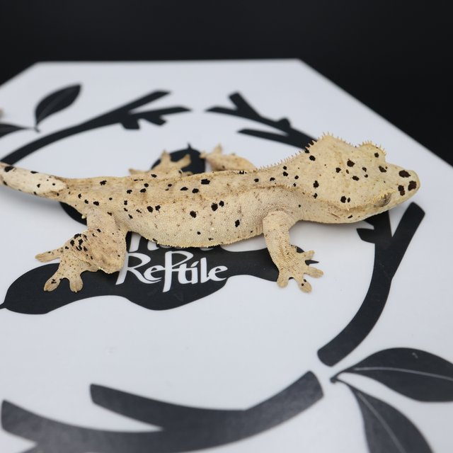 Dalmatian Super Dalmatian Altitude Normal