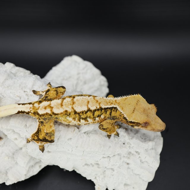 Tangerine Tri Extreme Harlequin White Spot White Crown