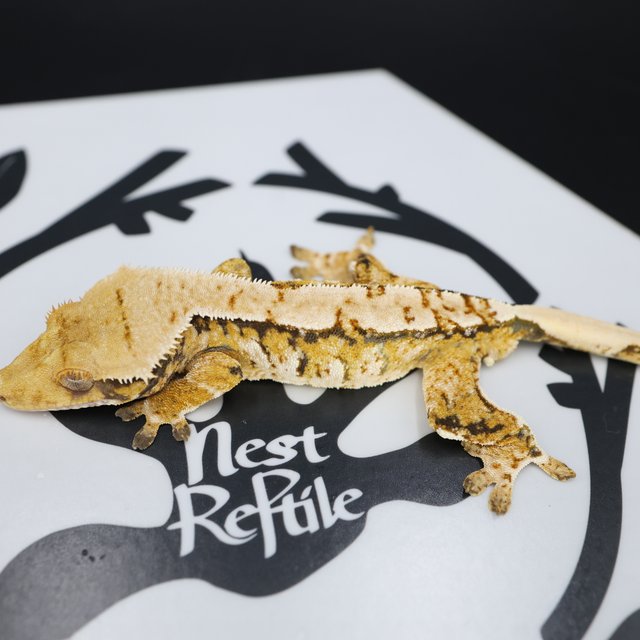 Normal Tri Extreme Harlequin White Spot White Pin Solid Back