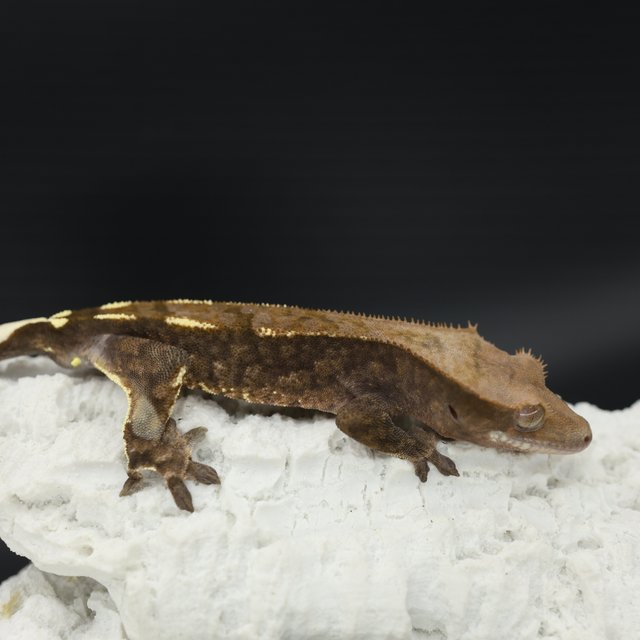 Cappuccino Tri White Pin