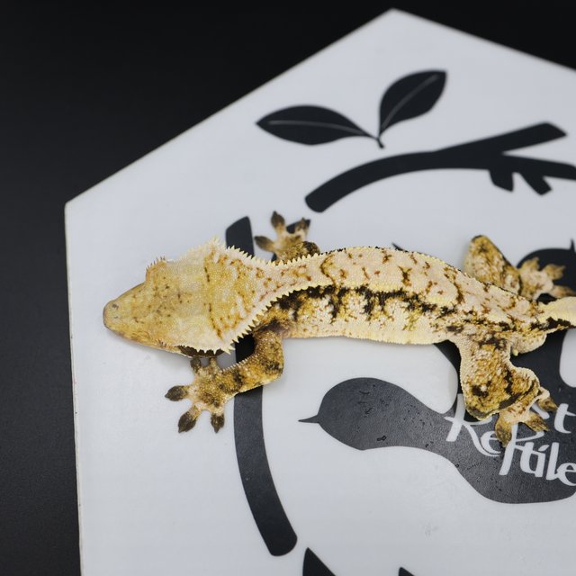 Tri Extreme Harlequin White Pin White Spot Normal