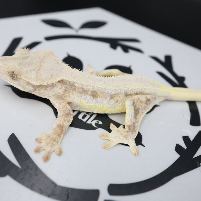 Tri Lilly White Solid Back Full Pinstripe Drippy White Spot