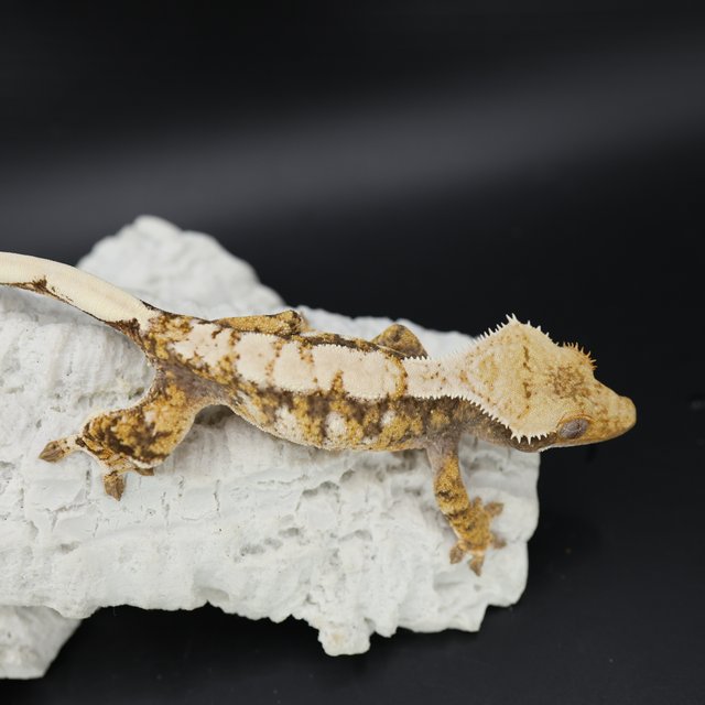 Tangerine Tri Extreme Harlequin White Spot Drippy White Crown