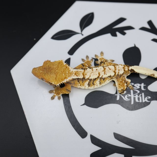 Normal Tri Extreme Harlequin White Spot White Pin Tangerine