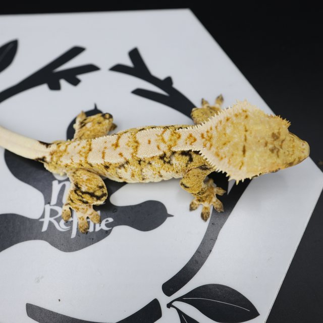 Tri Extreme Harlequin White Spot White Pin Normal