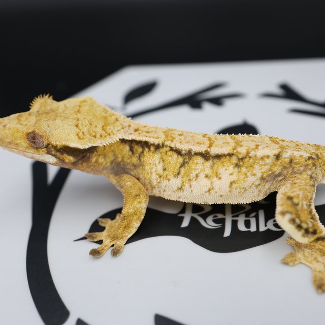 Tri Extreme Harlequin White Pin White Spot Normal