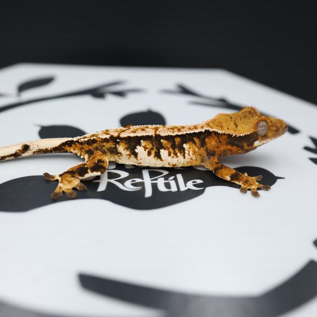 노멀 트라이 텐저린 핀스트라이프 화이트스팟 익스트림할리퀸