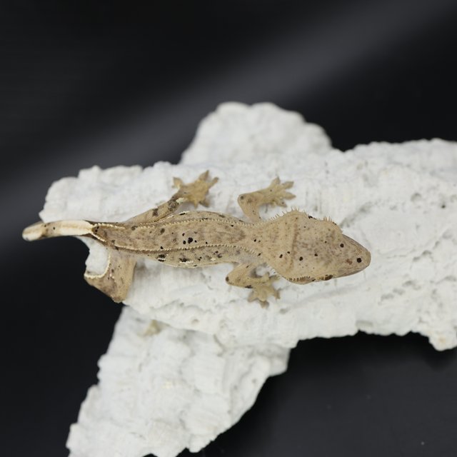 Bi Patternless Phantom White Pin Super Dalmatian