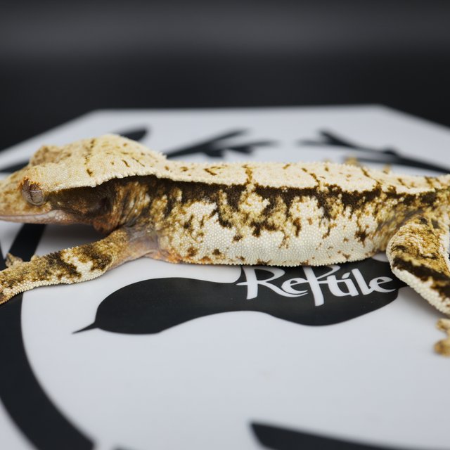 Normal Tri Quad Pinstripe White Spot Extreme Harlequin