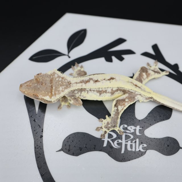 Frappuccino Drippy White Spot Full Pinstripe White Pin