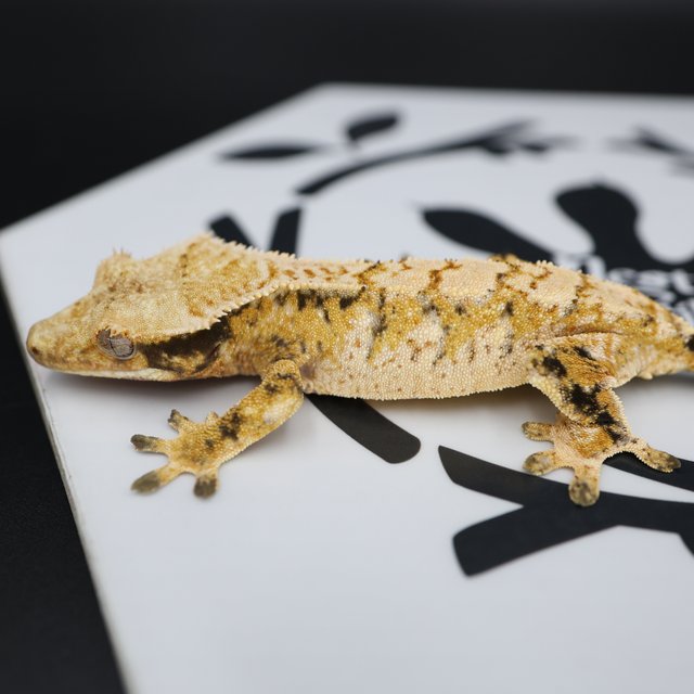 Tri Extreme Harlequin White Pin White Spot Normal