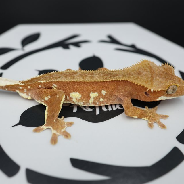 Red Bi Phantom Patternless White Porthole