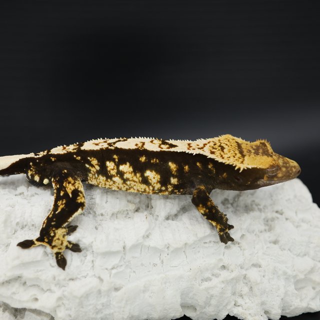 Normal Black White White Spot White Pin White Crown