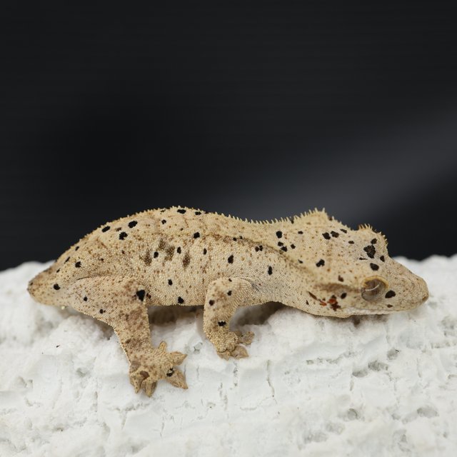 Bi Patternless Phantom Super Dalmatian