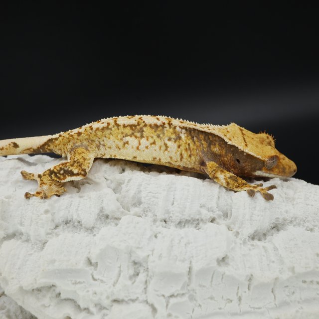 Normal Quad Full Pinstripe Pinstripe White Spot White Pin