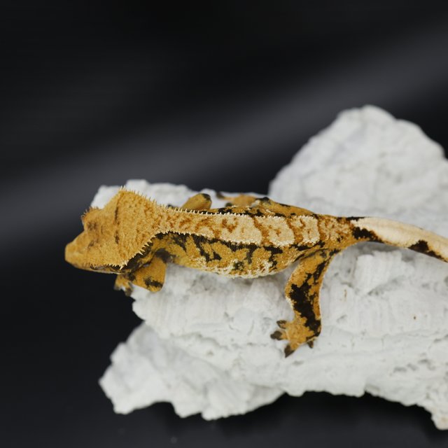 트라이 익스트림할리퀸 텐저린 화이트스팟