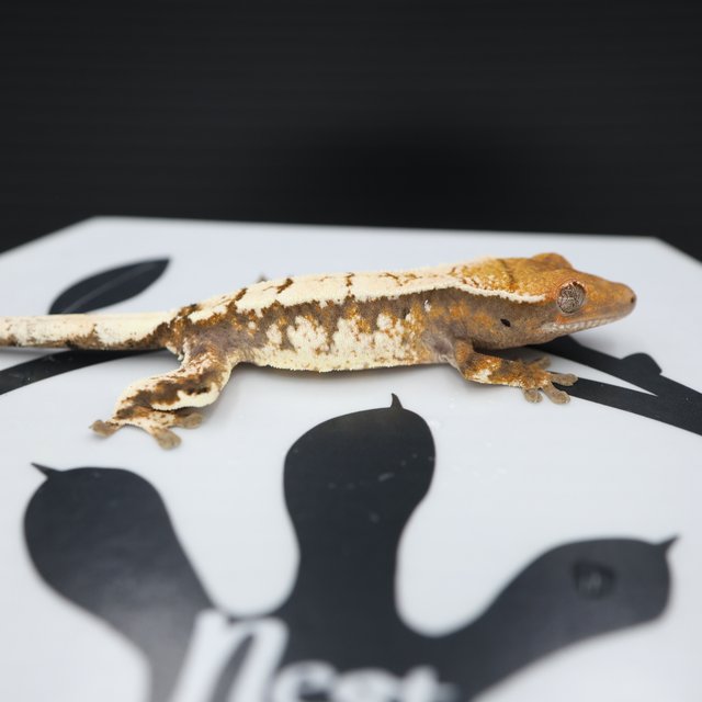 세이블 트라이 화이트스팟 화이트핀 솔리드백