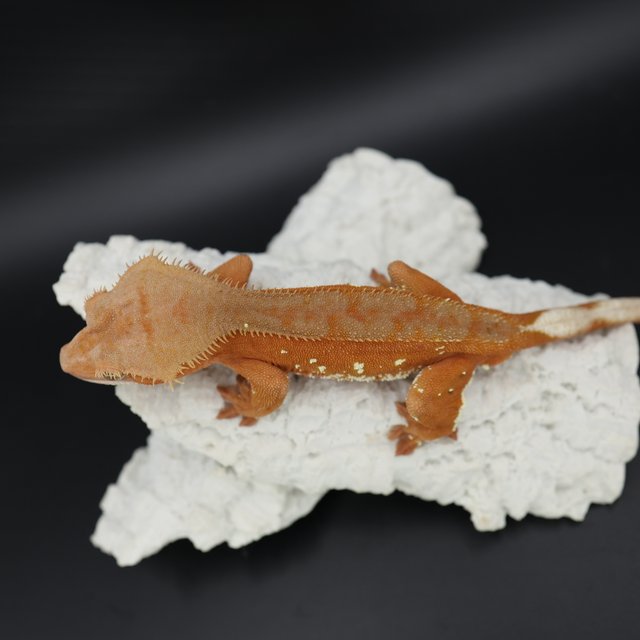 Bi Patternless Phantom Red White Porthole