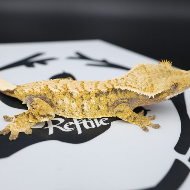 White Spot Extreme Harlequin Tri White Pin Normal