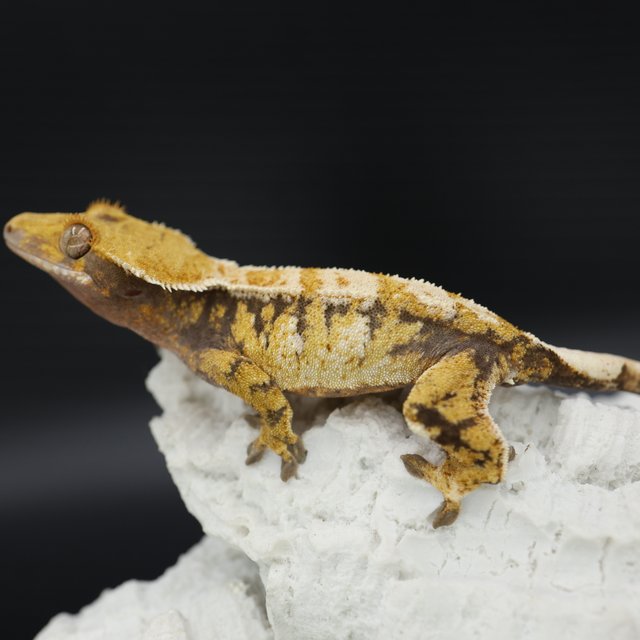 트라이 익스트림할리퀸 드리피 화이트스팟 화이트크라운 화이트핀