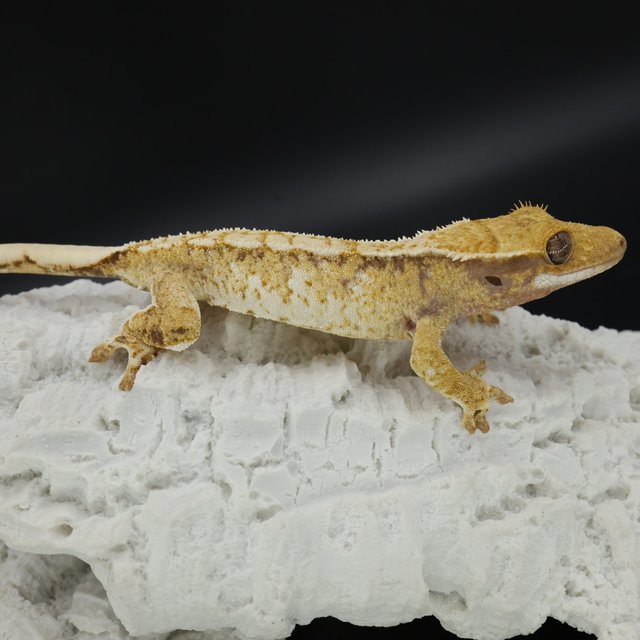 Normal Tri White Spot Extreme Harlequin White Pin White Crown