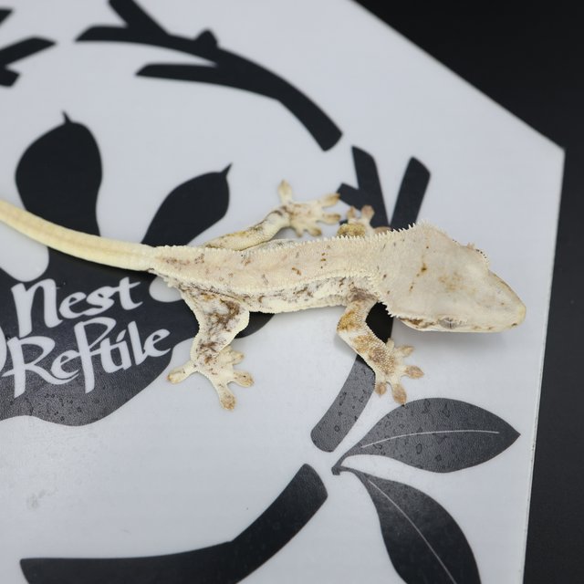 릴리화이트 드리피 화이트스팟 풀핀 화이트핀