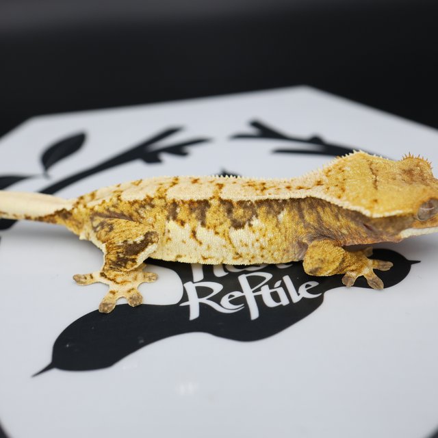 Tri Extreme Harlequin White Pin White Spot Normal