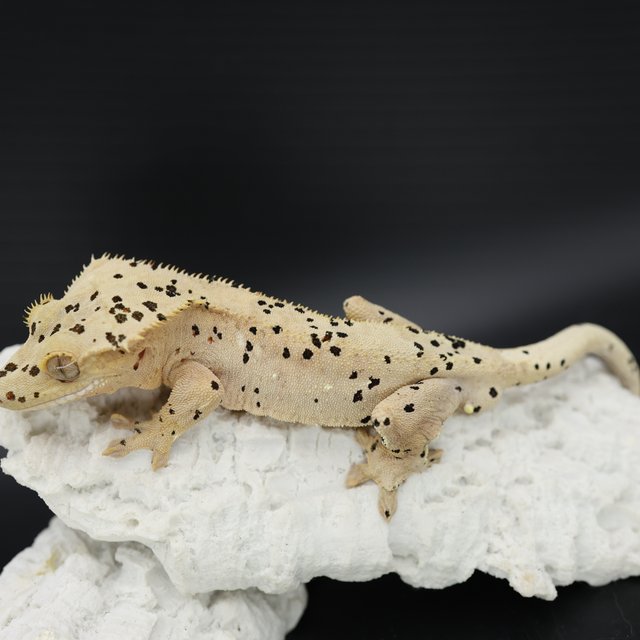 Bi Patternless Phantom Super Dalmatian