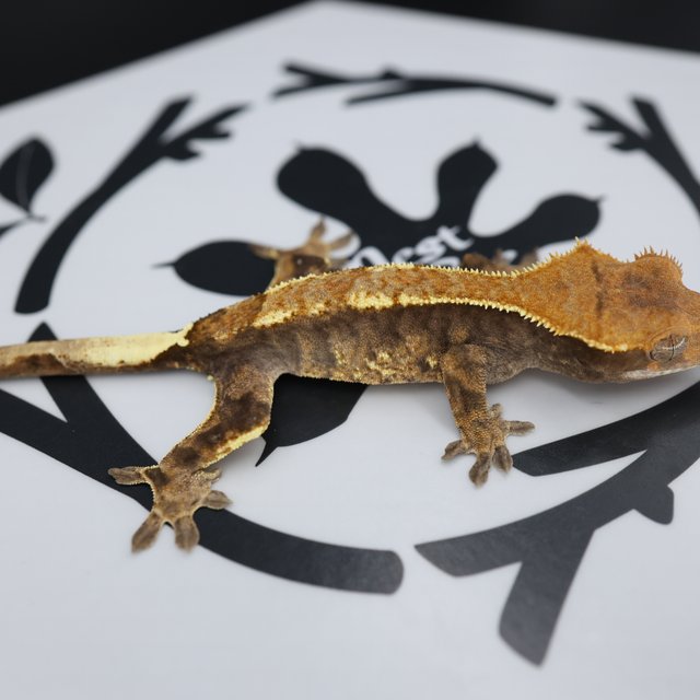 Normal Cappuccino White Pin Extreme Harlequin White Spot