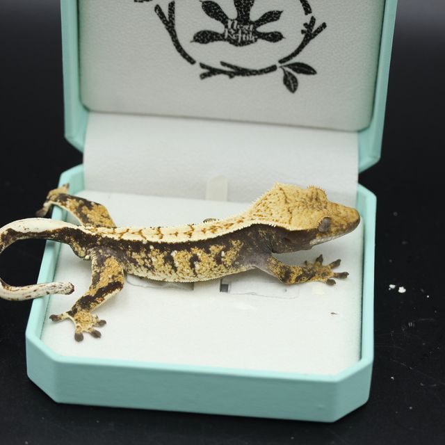 트라이