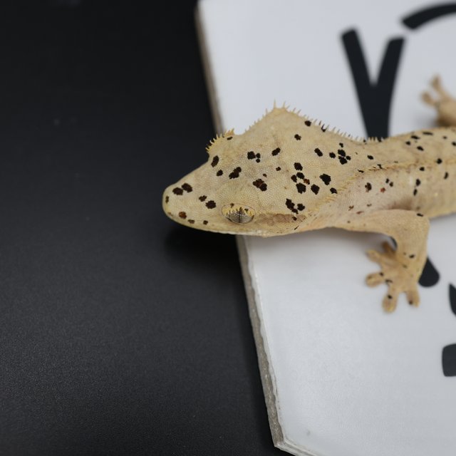 Dalmatian Super Dalmatian Normal