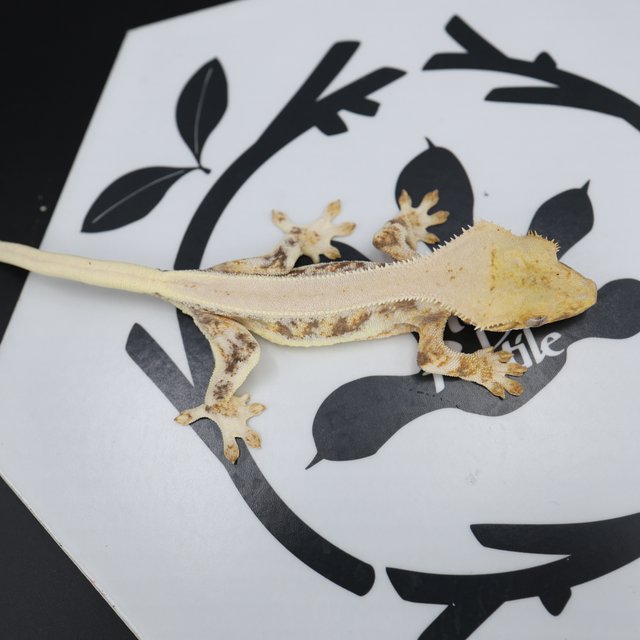 Lilly White Red Drippy White Spot White Pin