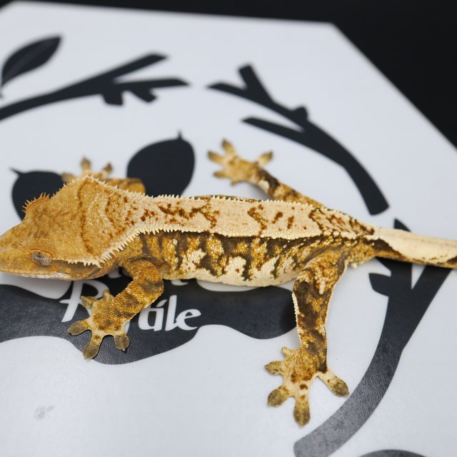 Normal Tri Extreme Harlequin White Pin White Spot Tangerine