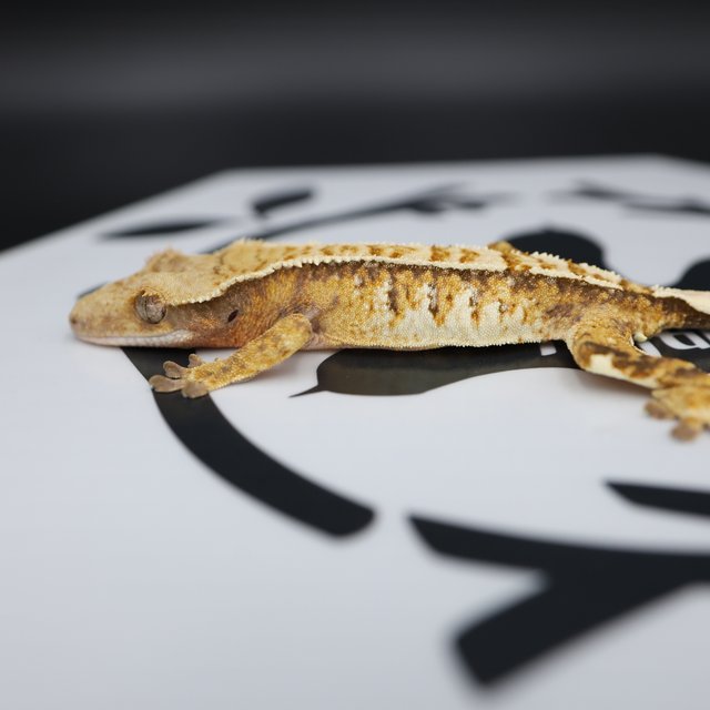 Normal Tri Drippy White Spot Full Pinstripe Pinstripe